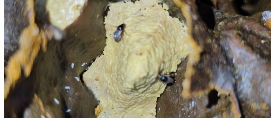 Como Eliminar Forídeos das Colmeias com Manejo e Repelente FCH4