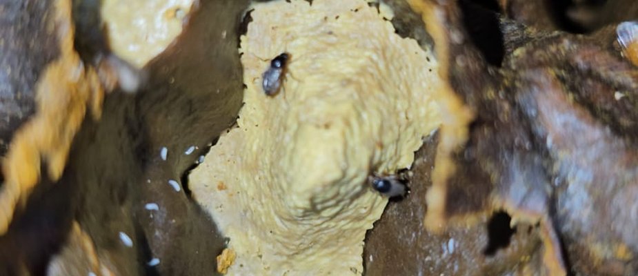 Como Eliminar Forídeos das Colmeias com Manejo e Repelente FCH4 Como Eliminar Forídeos das Colmeias com Manejo e Repelente FCH4