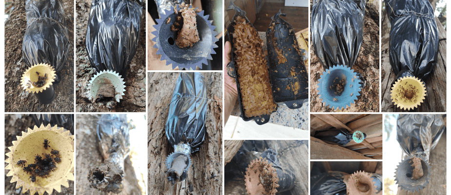 Como capturar enxames de abelhas sem ferrão